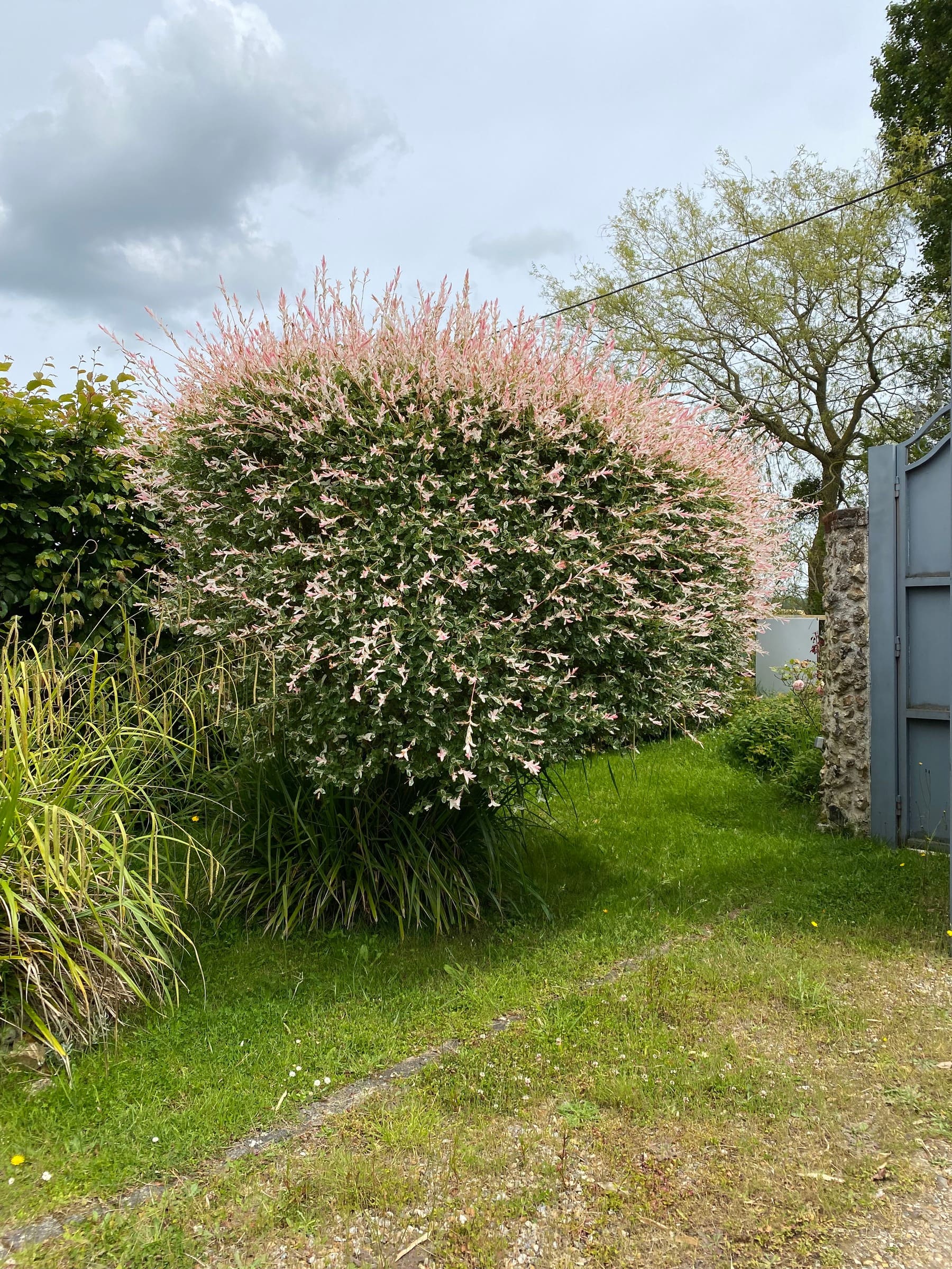 Un arbuste au feuillage rose et blanc, près du portail