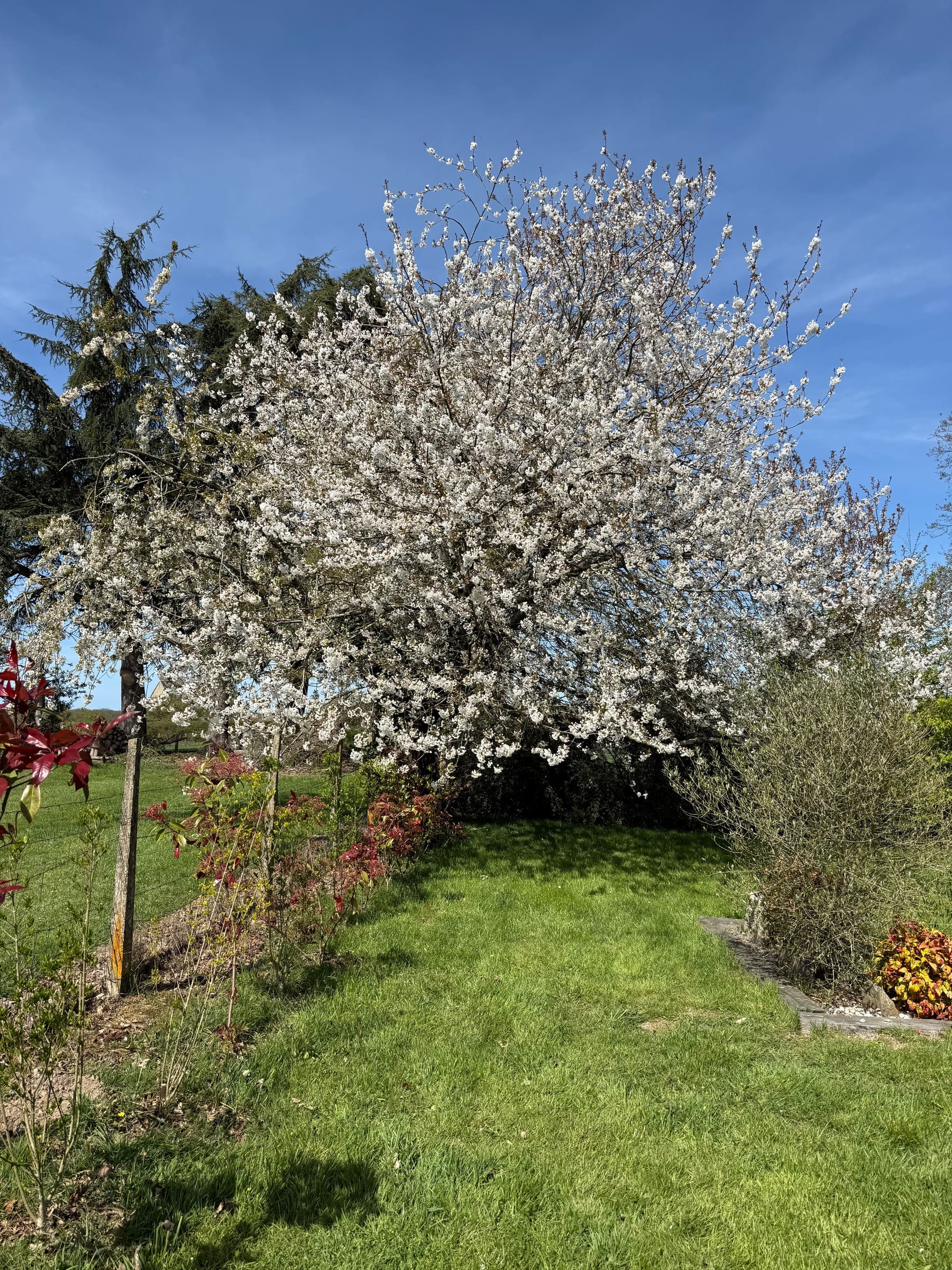 Un grand cerisier en fleurs blanches au bout de la pelouse, au printemps