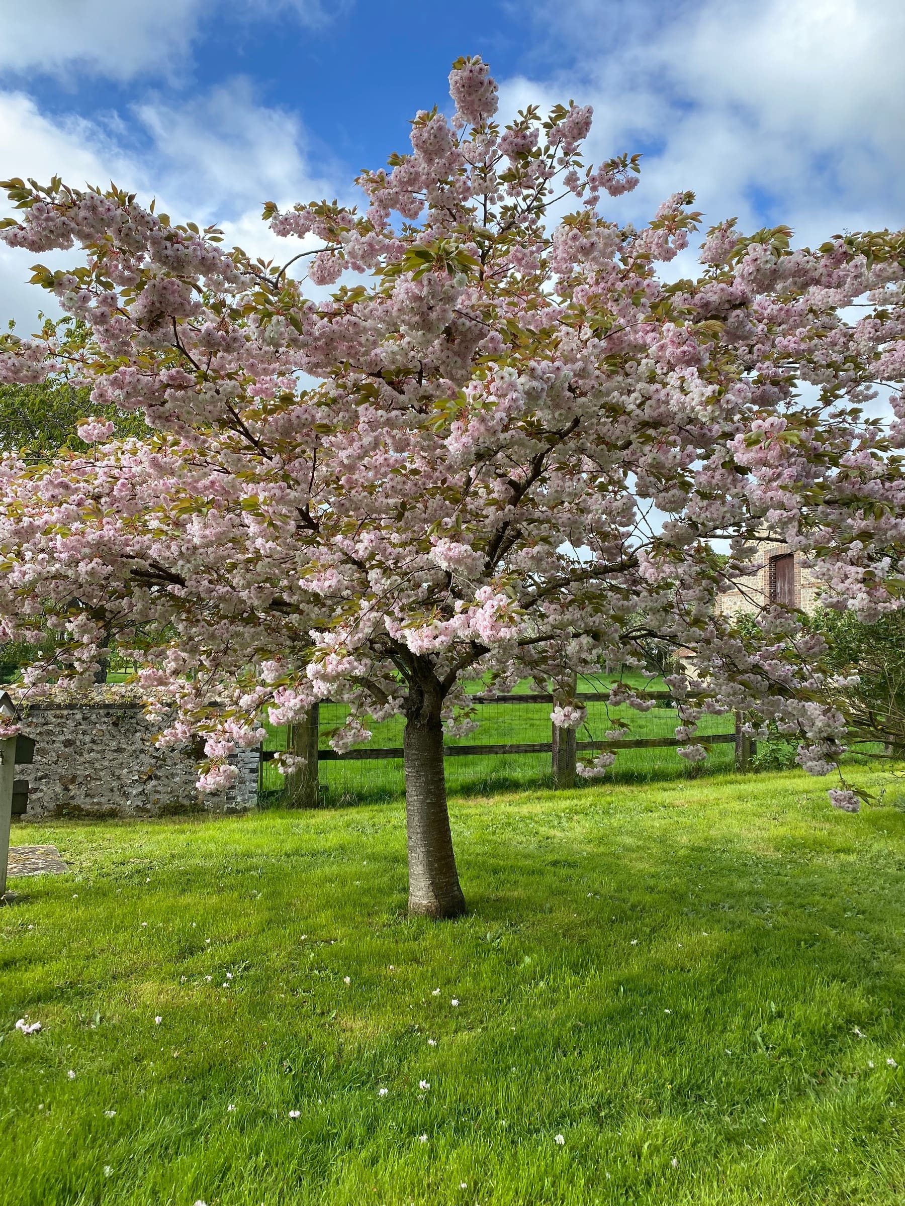 Le cerisier du jardin en fleurs au printemps