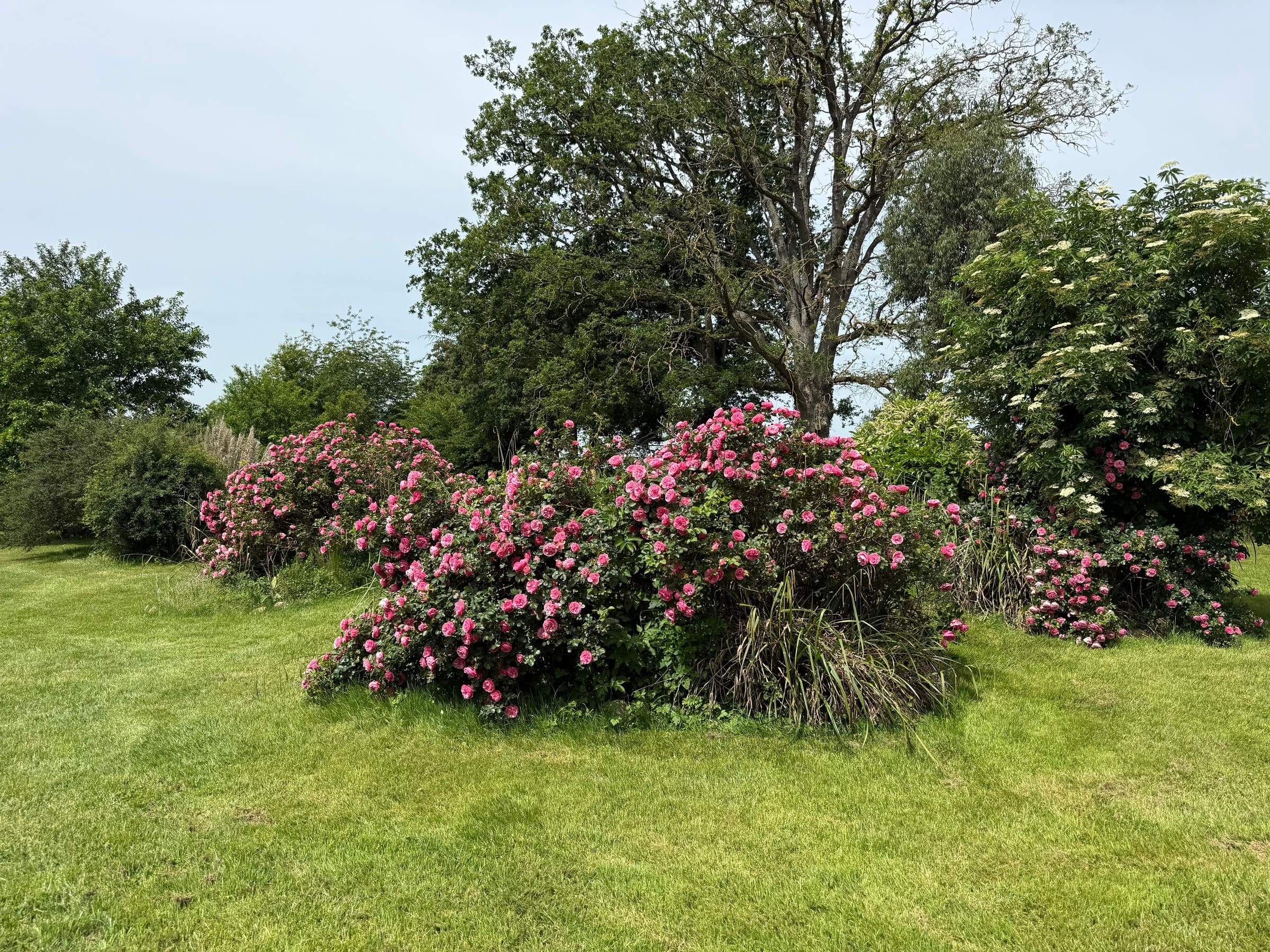 Des massifs de rosiers en fleurs sur la pelouse, sous les grands arbres