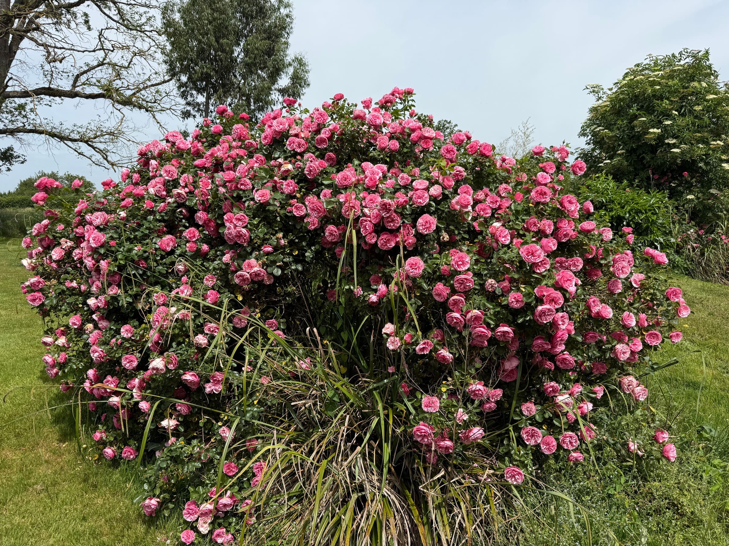 Un rosier couvert de fleurs roses, dans le jardin