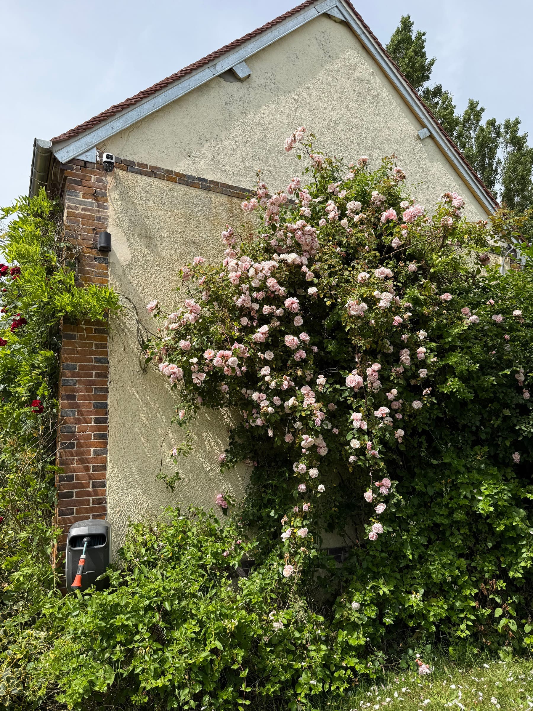 Un rosier grimpant aux fleurs roses sur le pignon de la maison