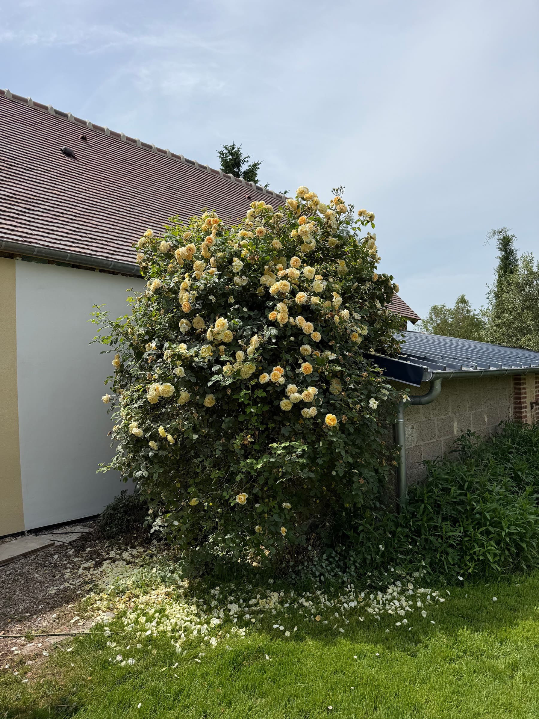 Un grand rosier aux fleurs jaune pâle en pleine floraison