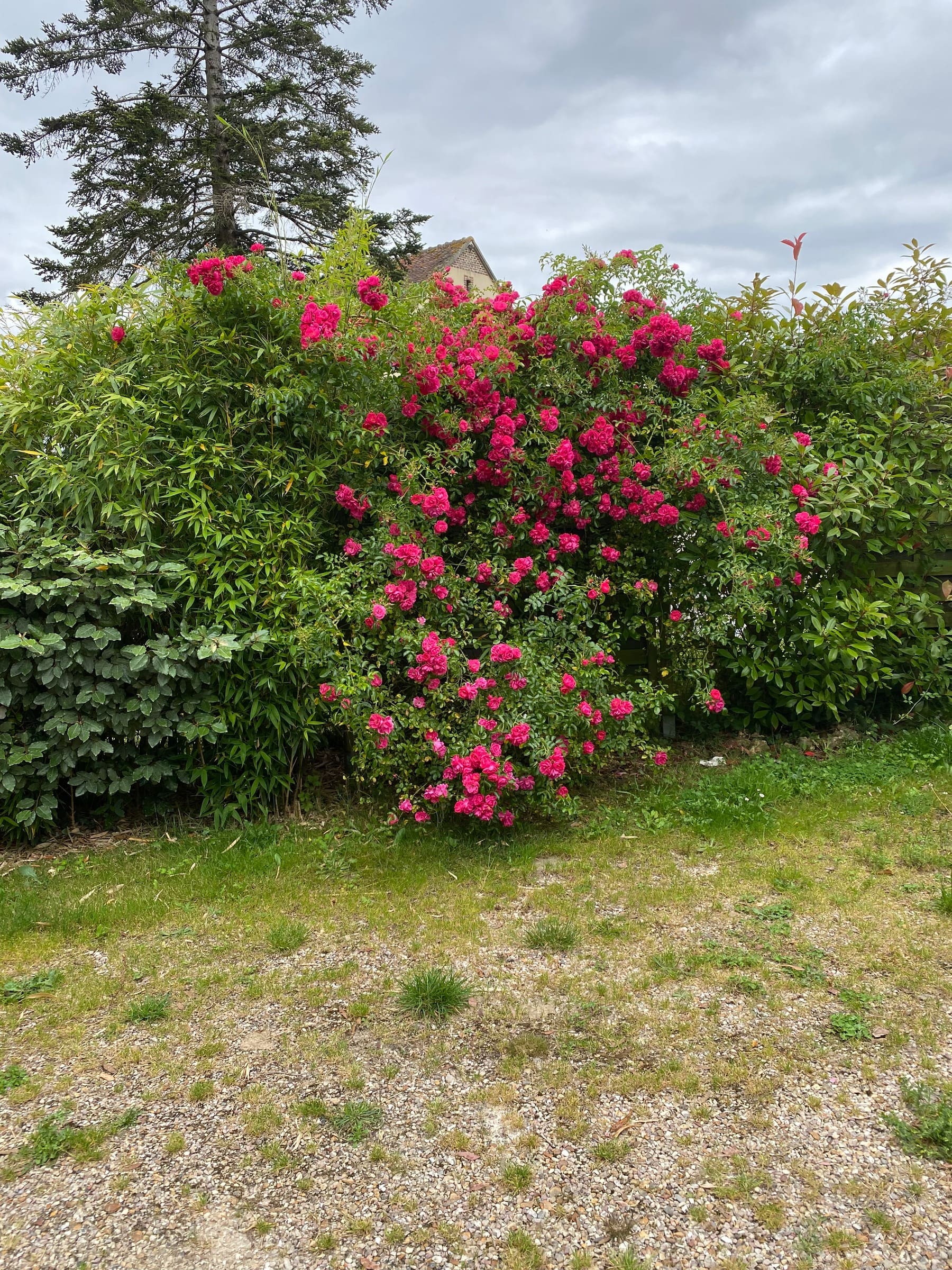 Un grand rosier rose en fleurs