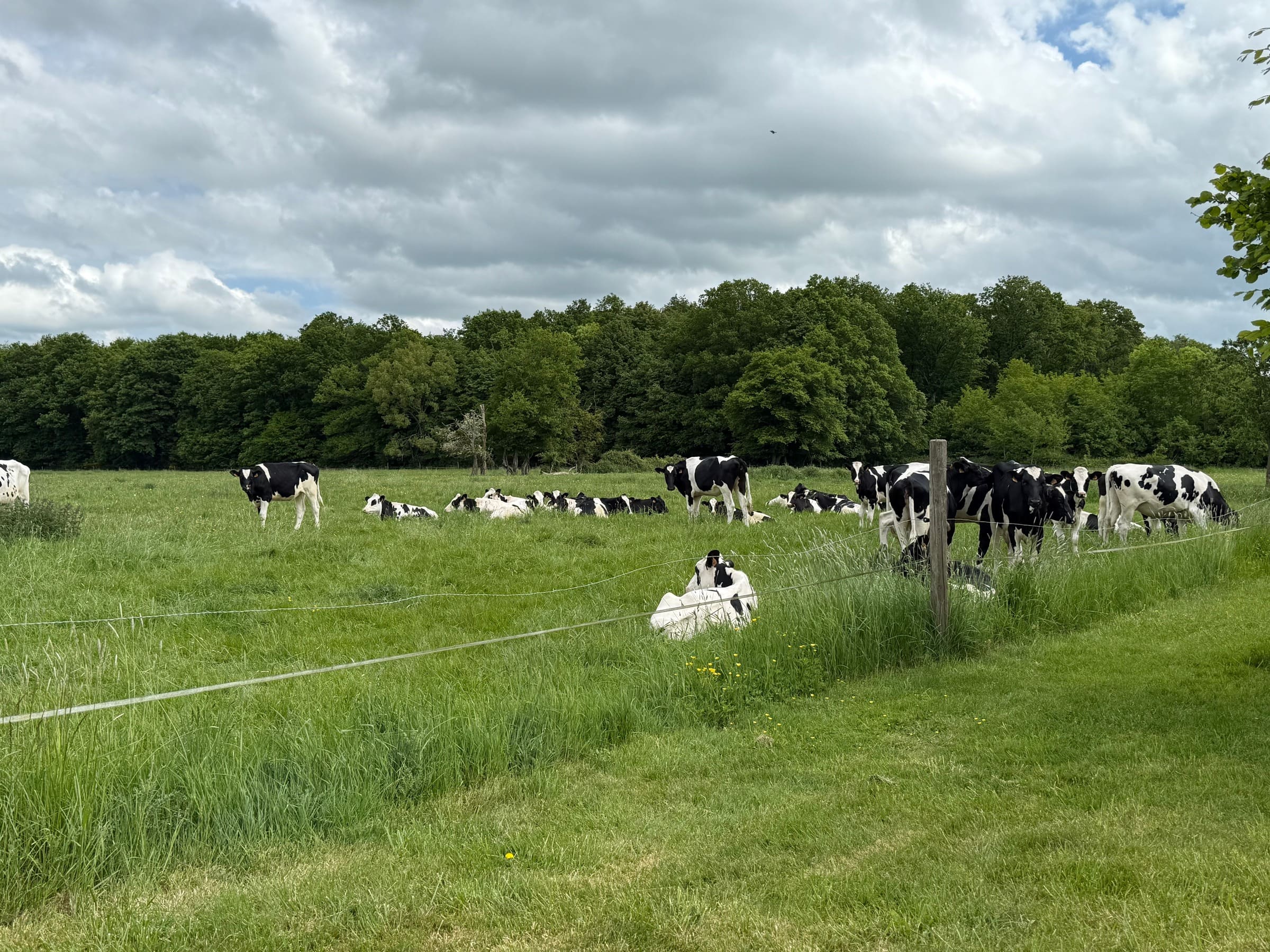 Des vaches qui paissent dans un pré, devant la lisière du bois