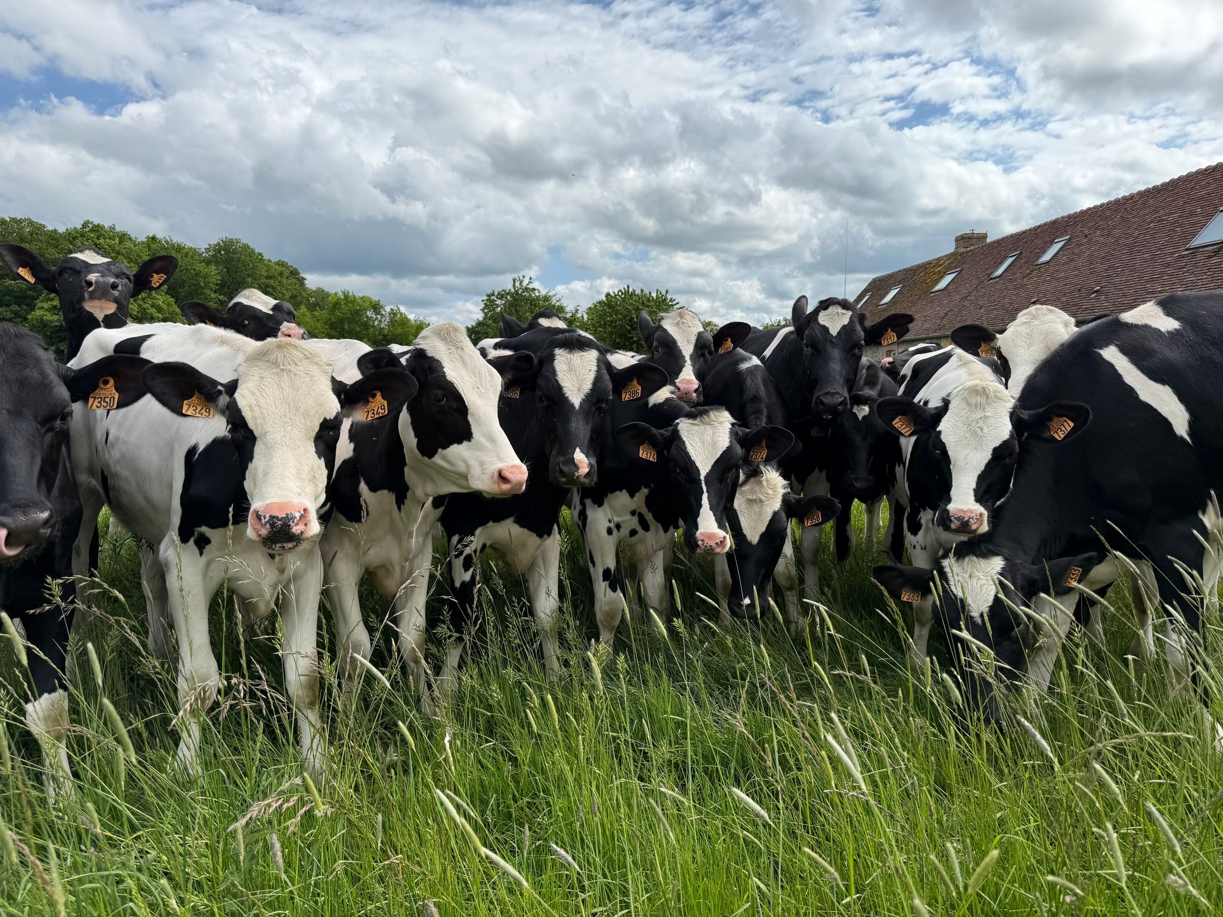 Des vaches curieuses dans le pré voisin, au bord de l’herbe haute